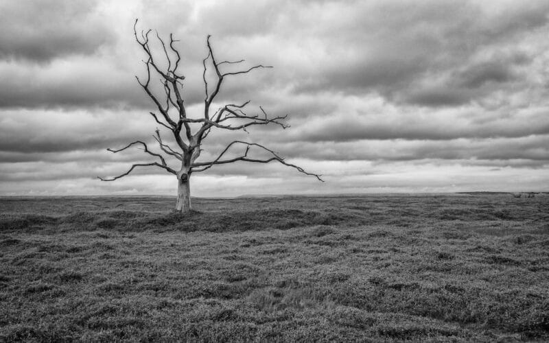 photo arbre noir et blanc